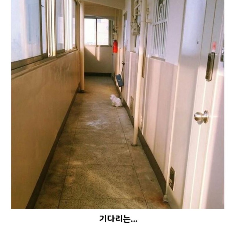 버려진줄도 모르고 기다리는
