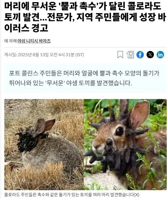 흉조의 토끼