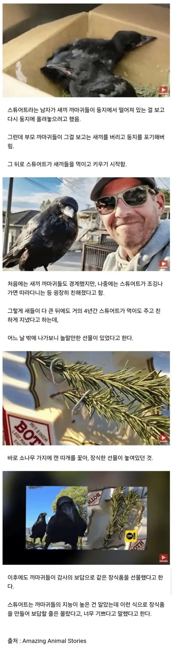 은혜갚은 까마귀