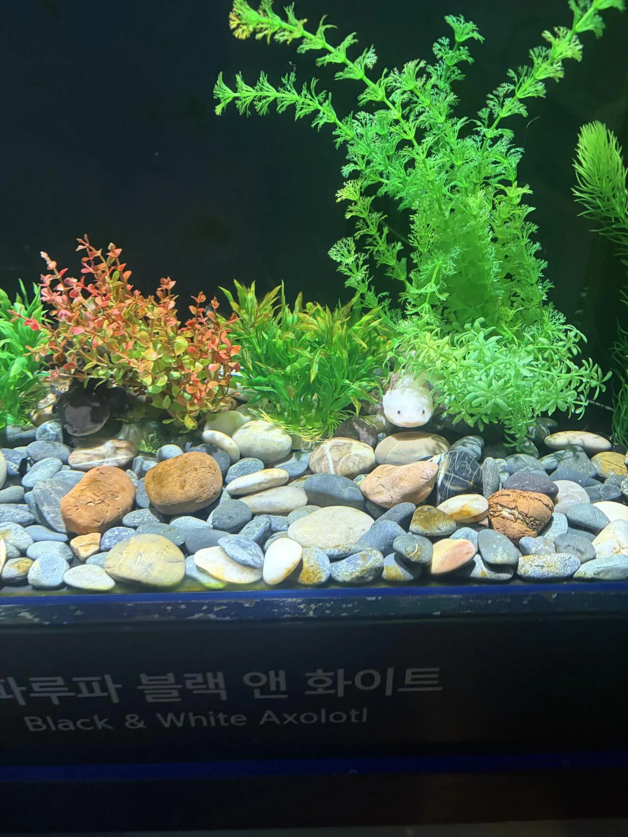 아쿠아리움
