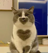 냥냥하트냥이