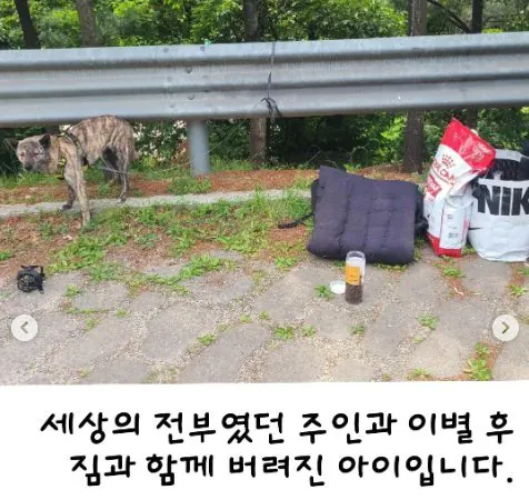 탄천주차장 버려진 강아지