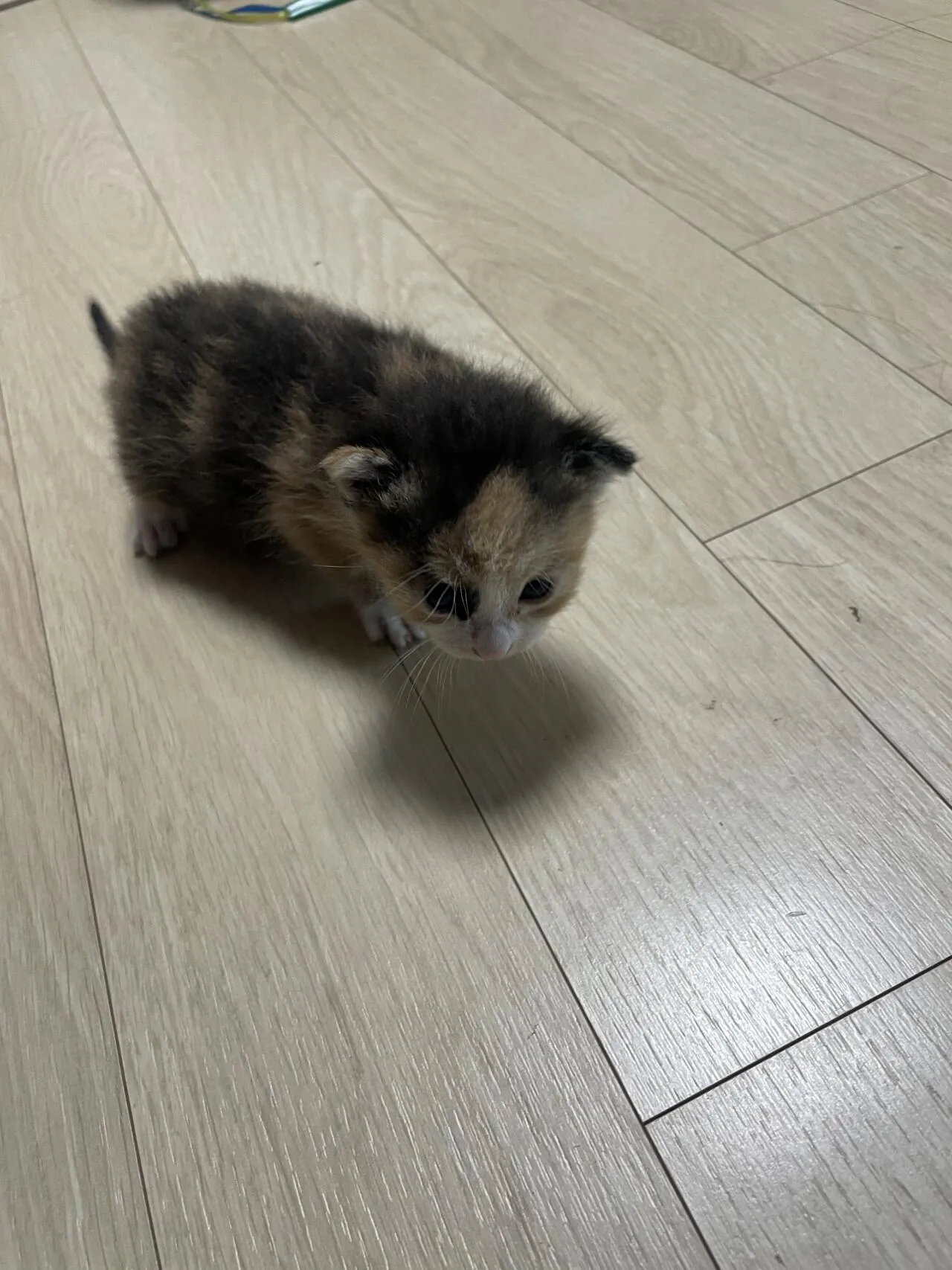 임보하기로 한 고양이 왔음
