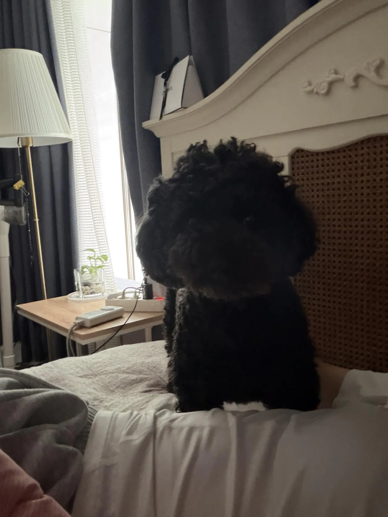 울 강아지 호비..!