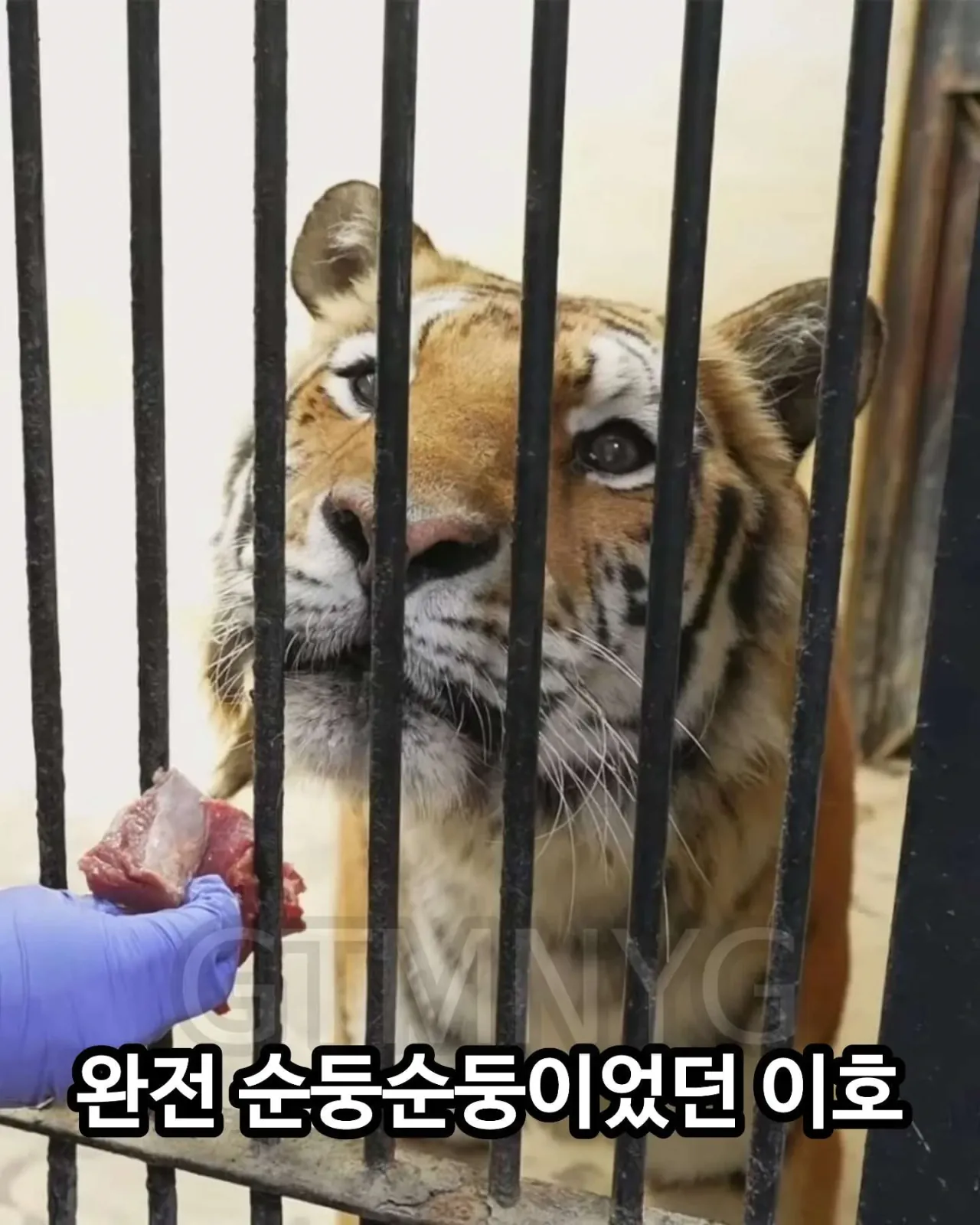 사람 좋아하던 청주동물원 호랑이 이호