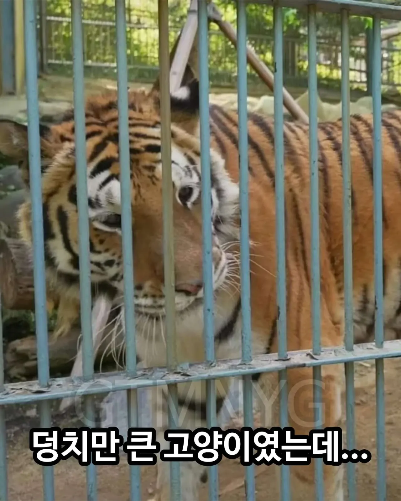 사람 좋아하던 청주동물원 호랑이 이호