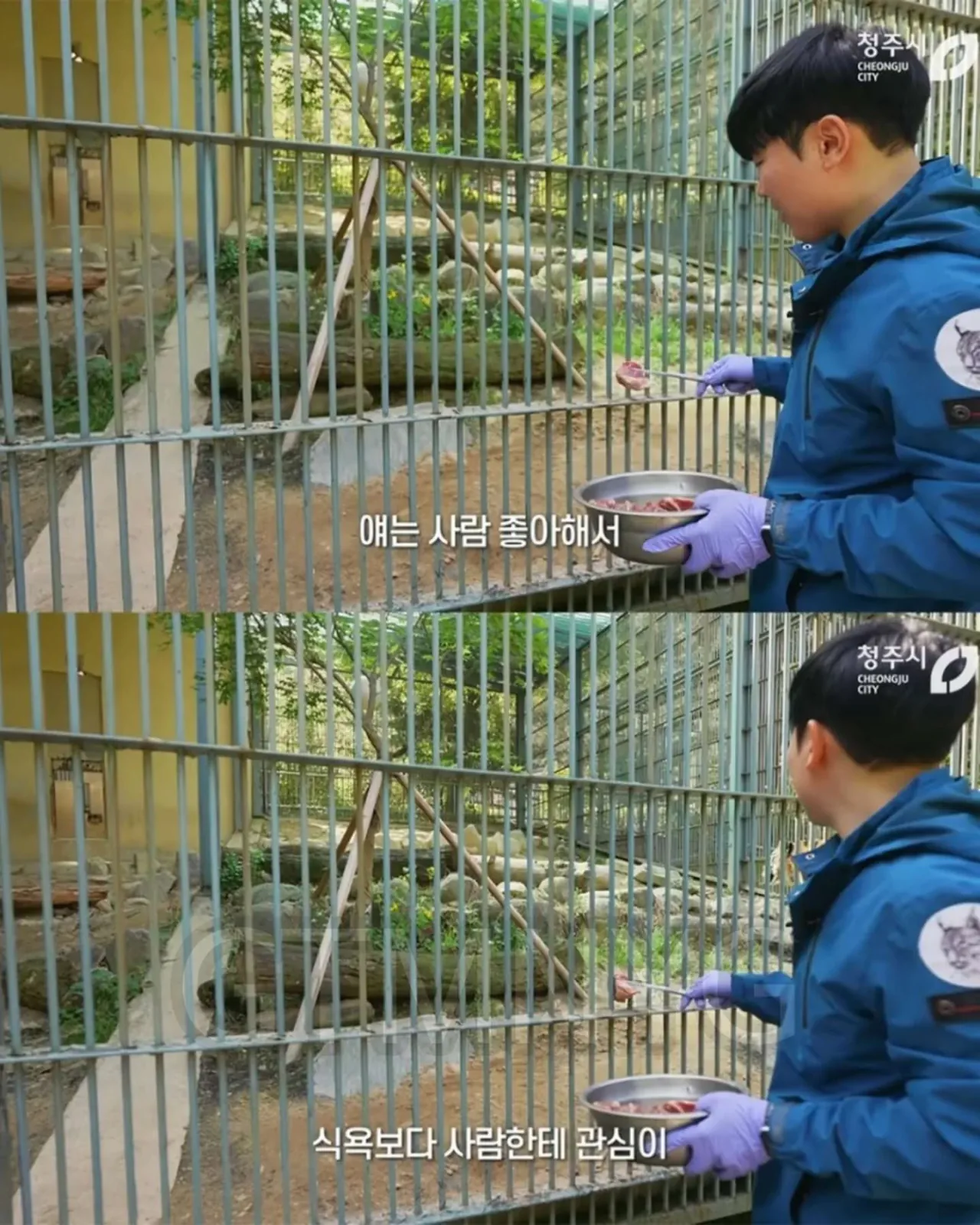 사람 좋아하던 청주동물원 호랑이 이호