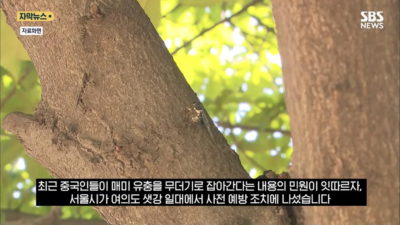 최근 한강공원에서 곤충 무단 채집 현수막을 건 이유