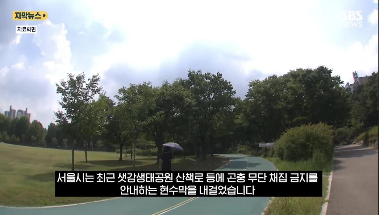 최근 한강공원에서 곤충 무단 채집 현수막을 건 이유