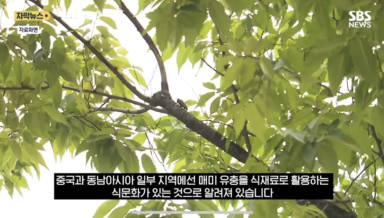 최근 한강공원에서 곤충 무단 채집 현수막을 건 이유