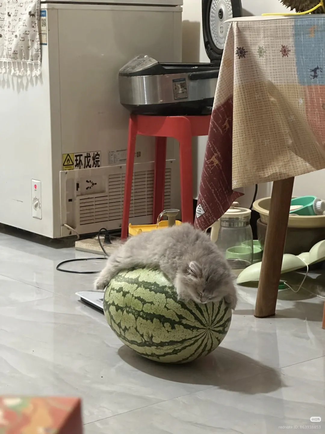 수박을 쿨매트로 착각하고 잠든 냥이
