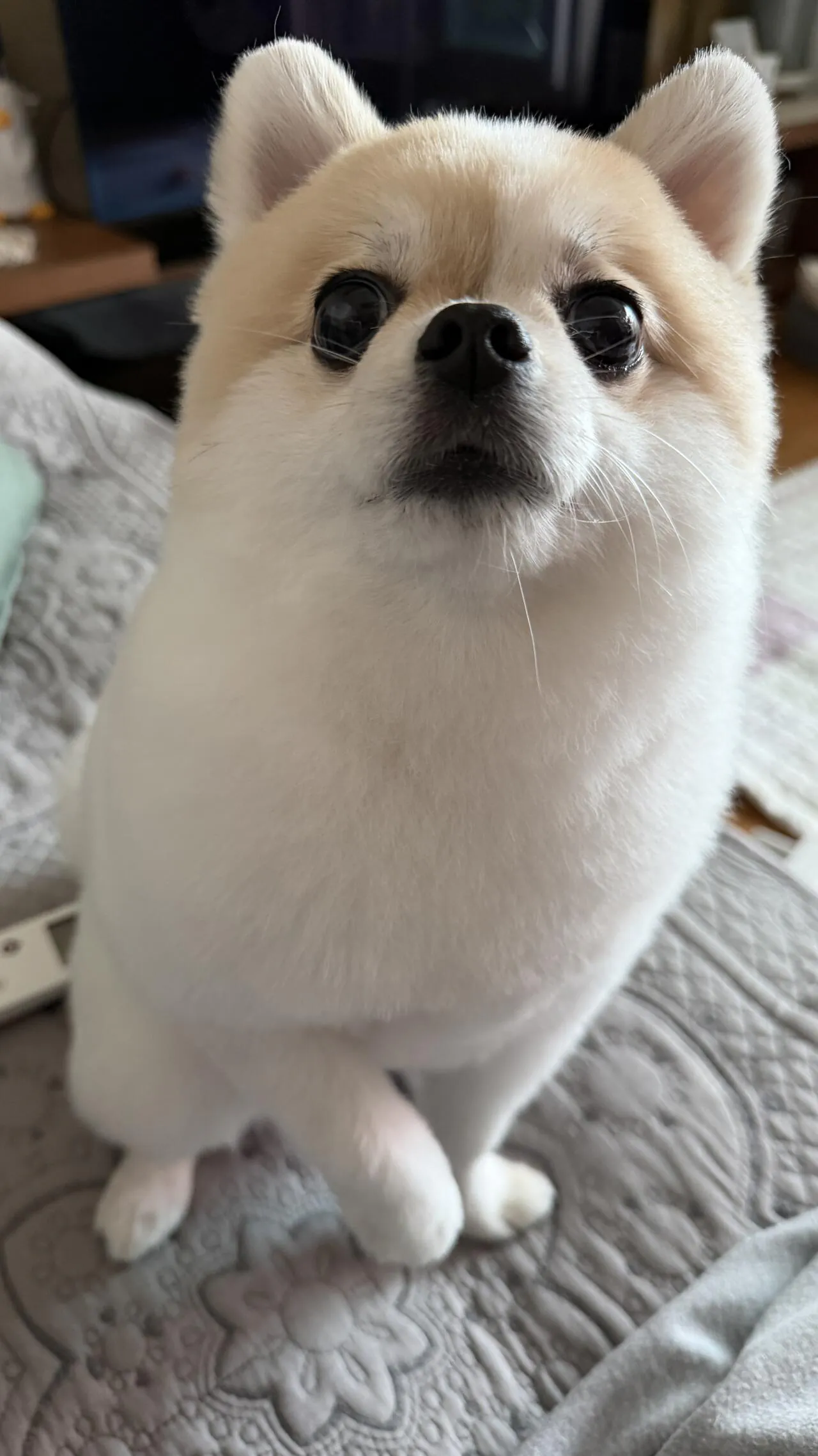 울집개 미용했는데 마크캐릭터같음
