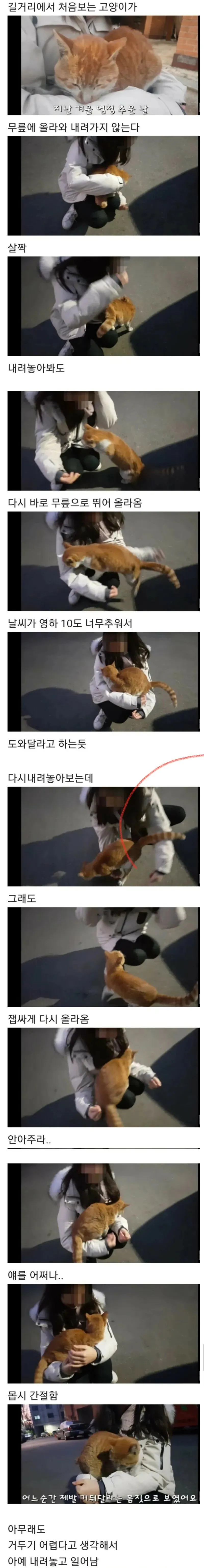 키워달라고 부탁하는 고양이