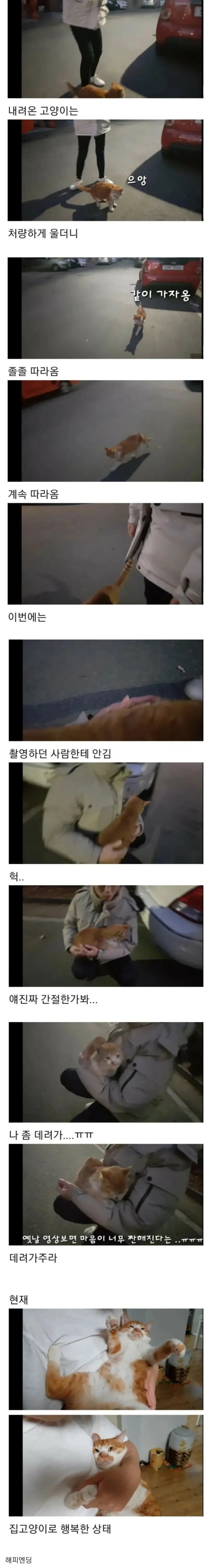 키워달라고 부탁하는 고양이