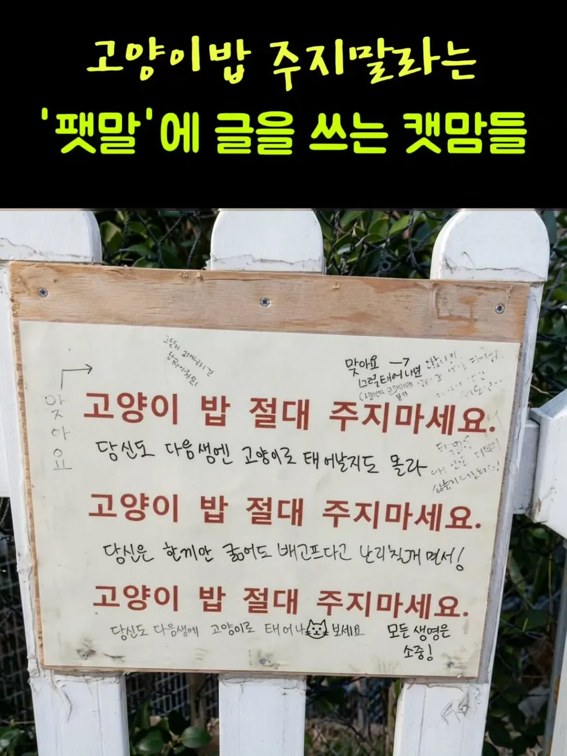 고양이 밥 주지 말라는 팻말에 빡친 캣맘들