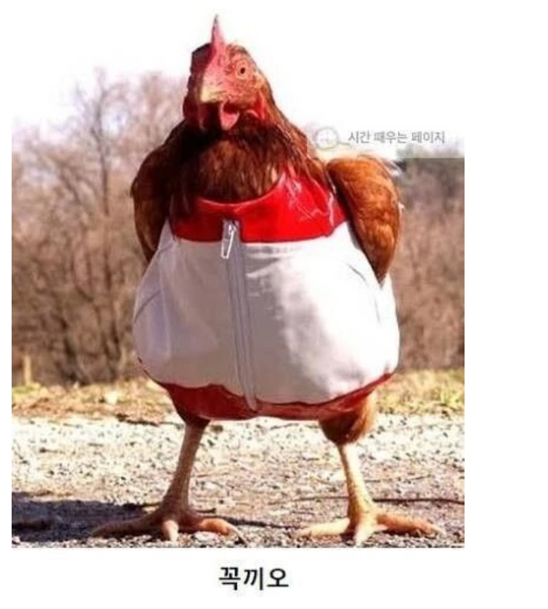  닭이 꽉끼는옷을 입으면