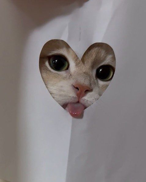 고양이 코스프레