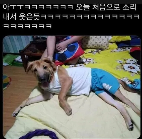 아빠가 우리집 개한테 내옷을