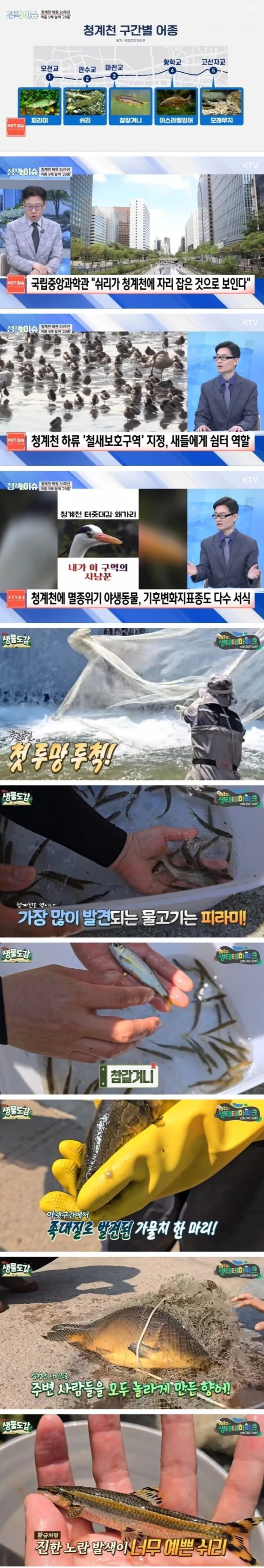 콘크리트 어항인 줄 알았는데 가물치까지 나오는 청계천