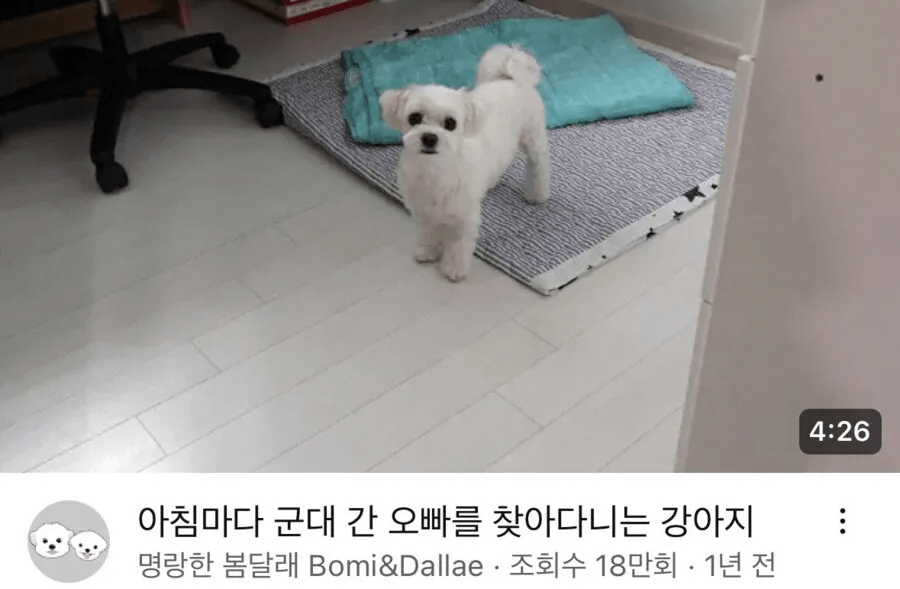 군대간 오빠를 기다린 강아지
