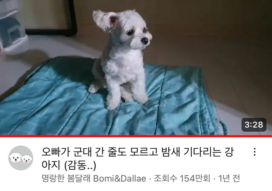 군대간 오빠를 기다린 강아지