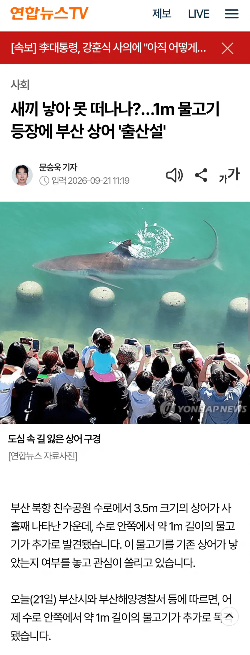 부산 상어가 새끼를 낳아서 못떠난다는데
