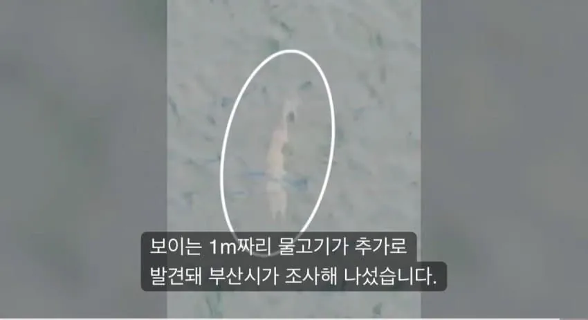 부산 상어가 새끼를 낳아서 못떠난다는데