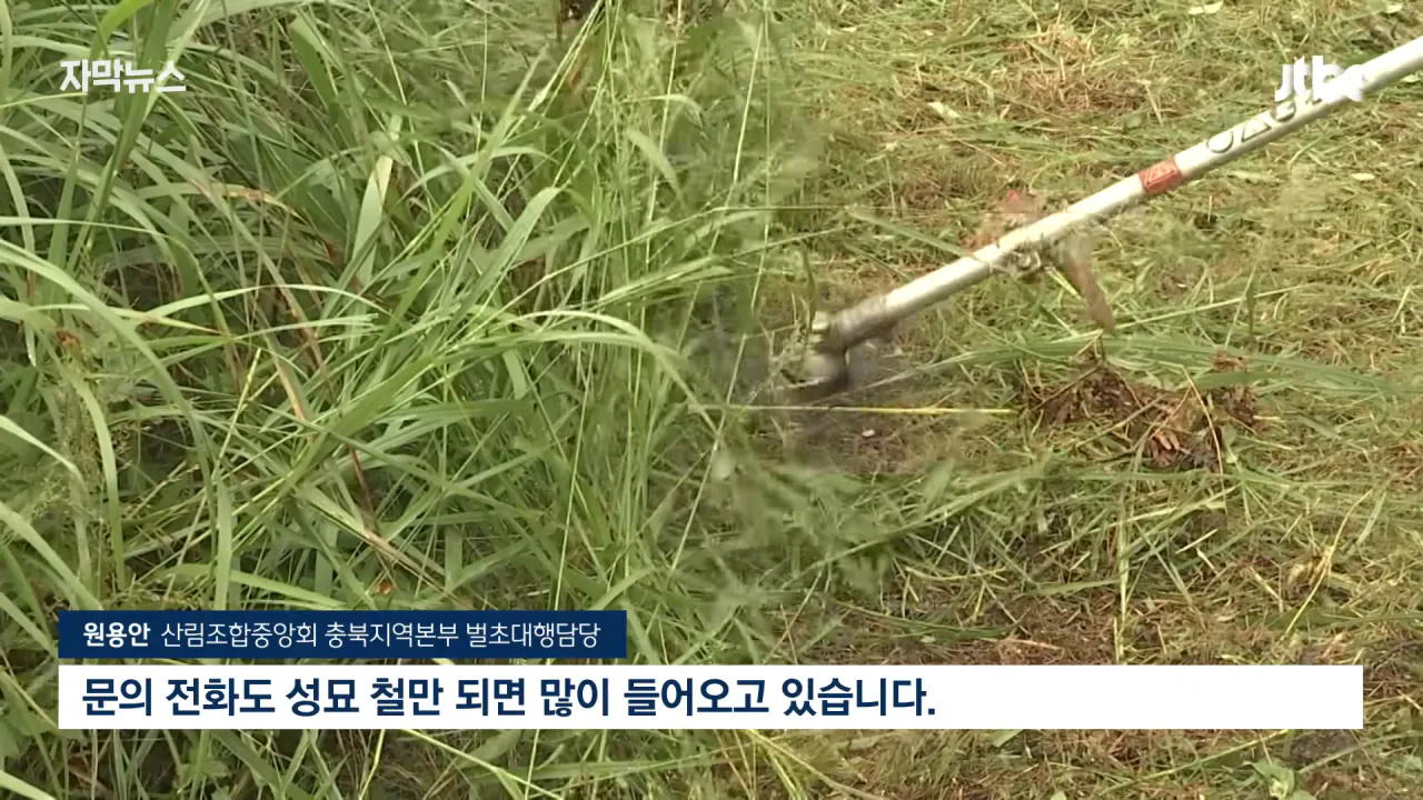  성묘 벌초에 고심하던 600년 종가의 결단 ㄷㄷㄷ
