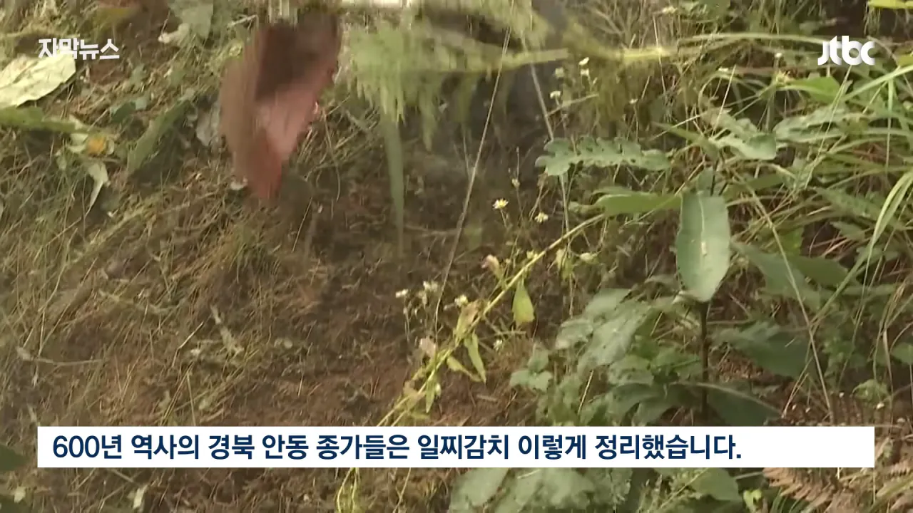  성묘 벌초에 고심하던 600년 종가의 결단 ㄷㄷㄷ