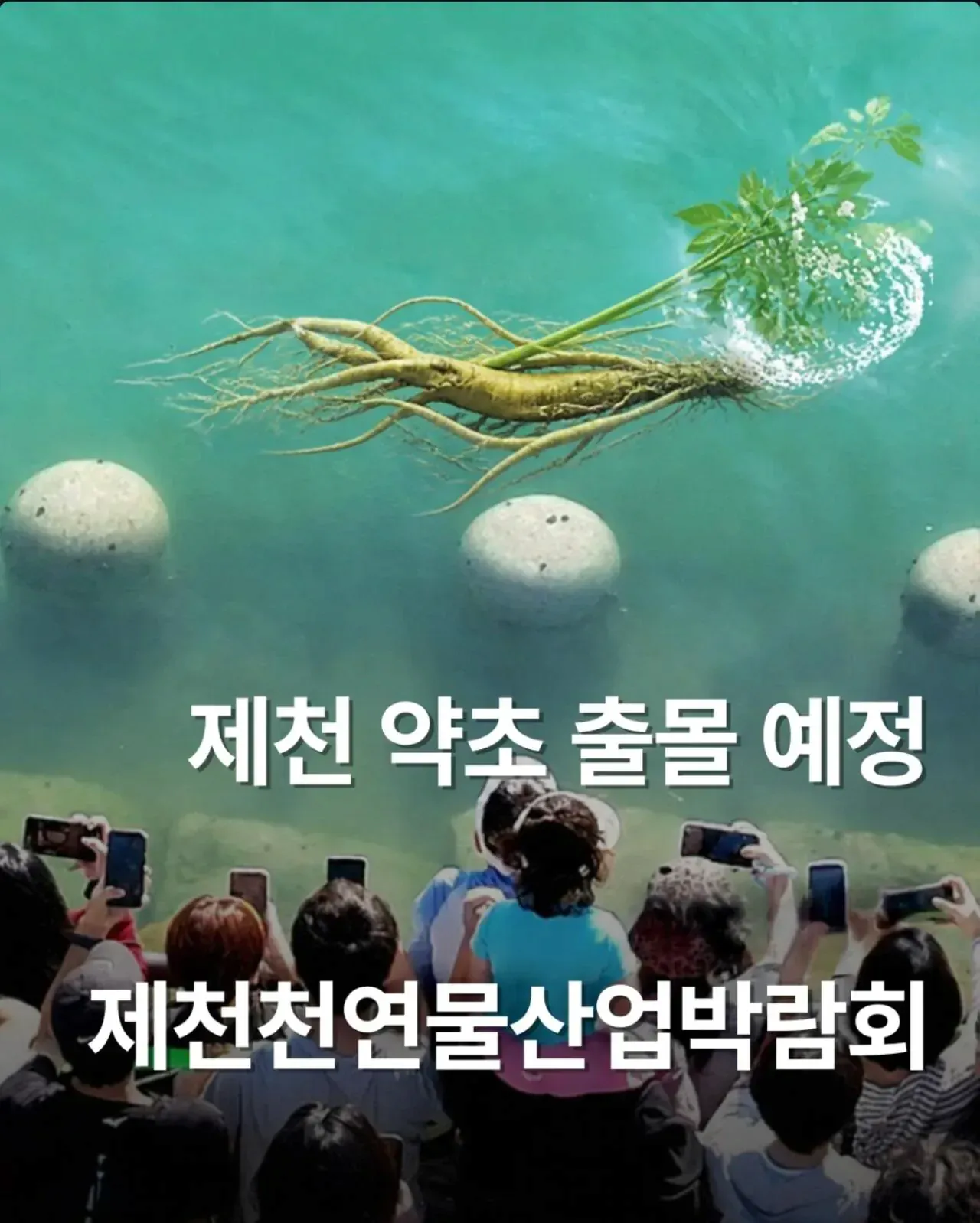 부캉이가 부러웠던 제천시