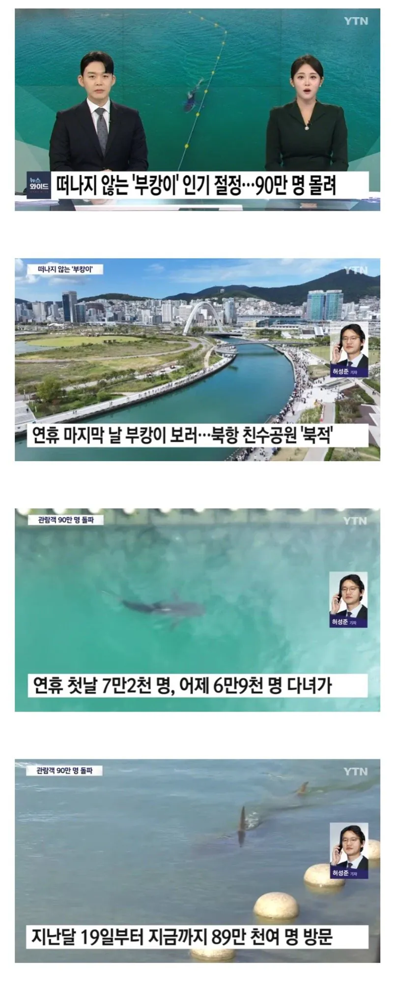 부산 북항에 나타난 상어 '부캉이' 보려고 90만 명 몰려든 북항 친수공원