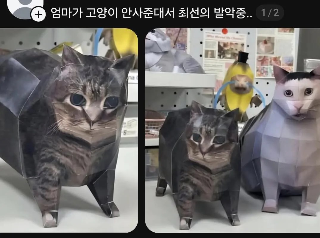 엄마가 고양이 안사준대서 최선의 발악중