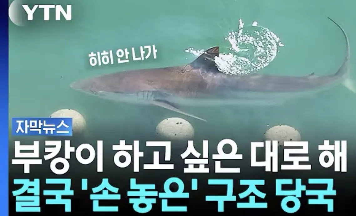 부산 북항 상어 부캉이 구조 중단