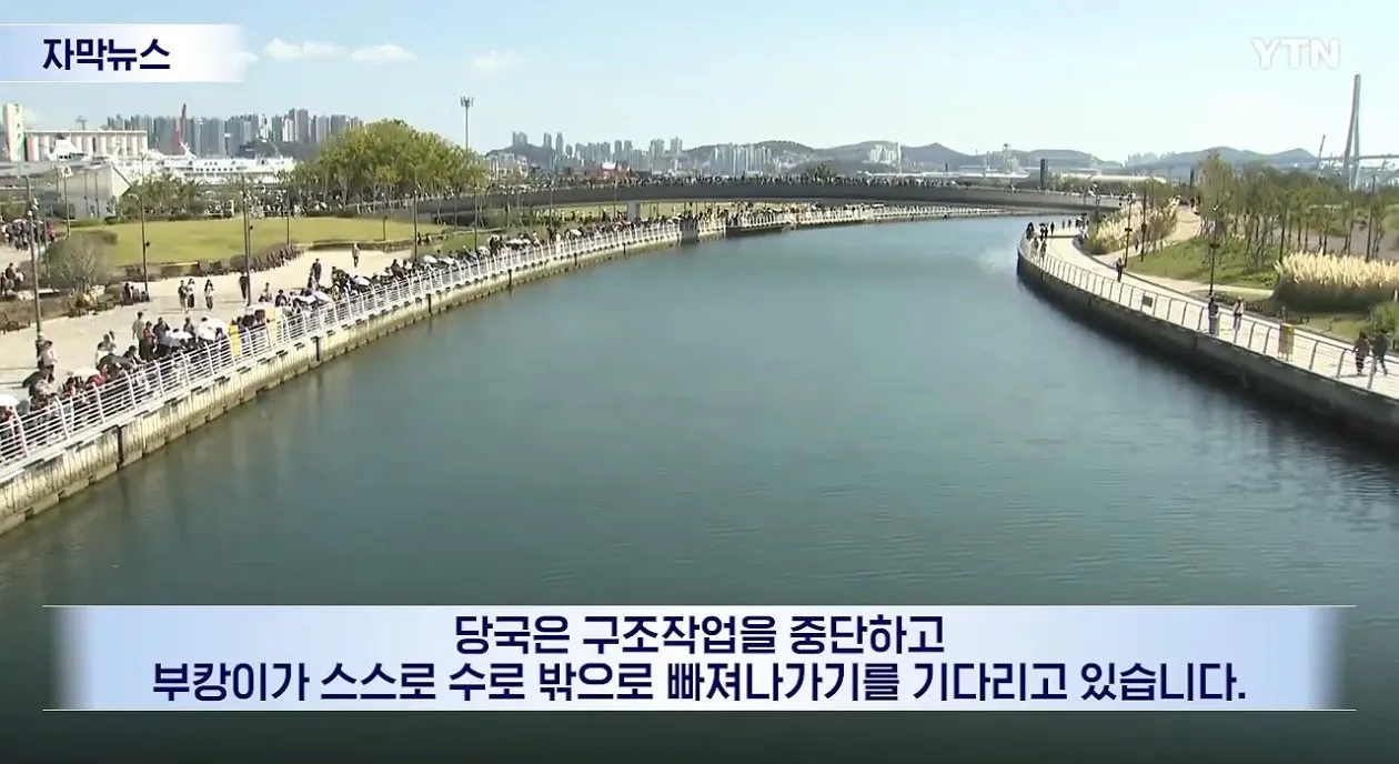부산 북항 상어 부캉이 구조 중단