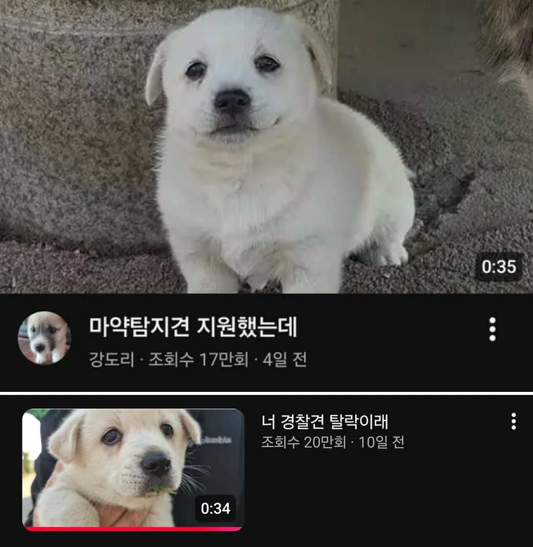 경찰견 시험 탈락하고 쉬었음 청년 된 강아지