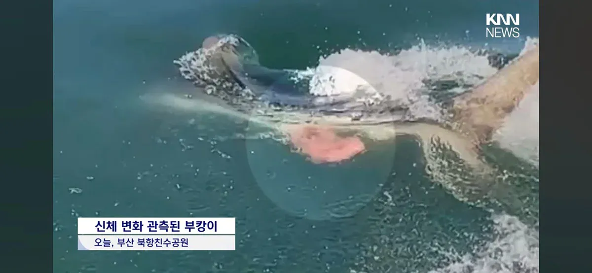 부산 북항 상어 부캉이
