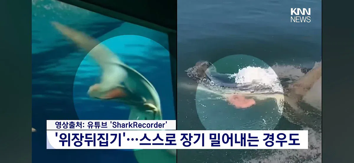부산 북항 상어 부캉이