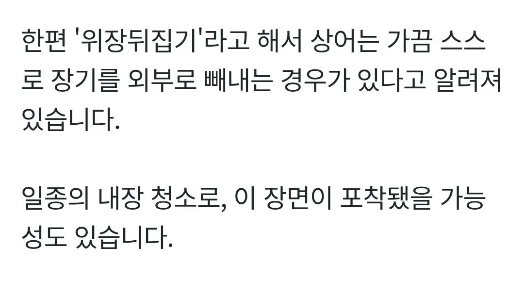 부산 북항 상어 부캉이