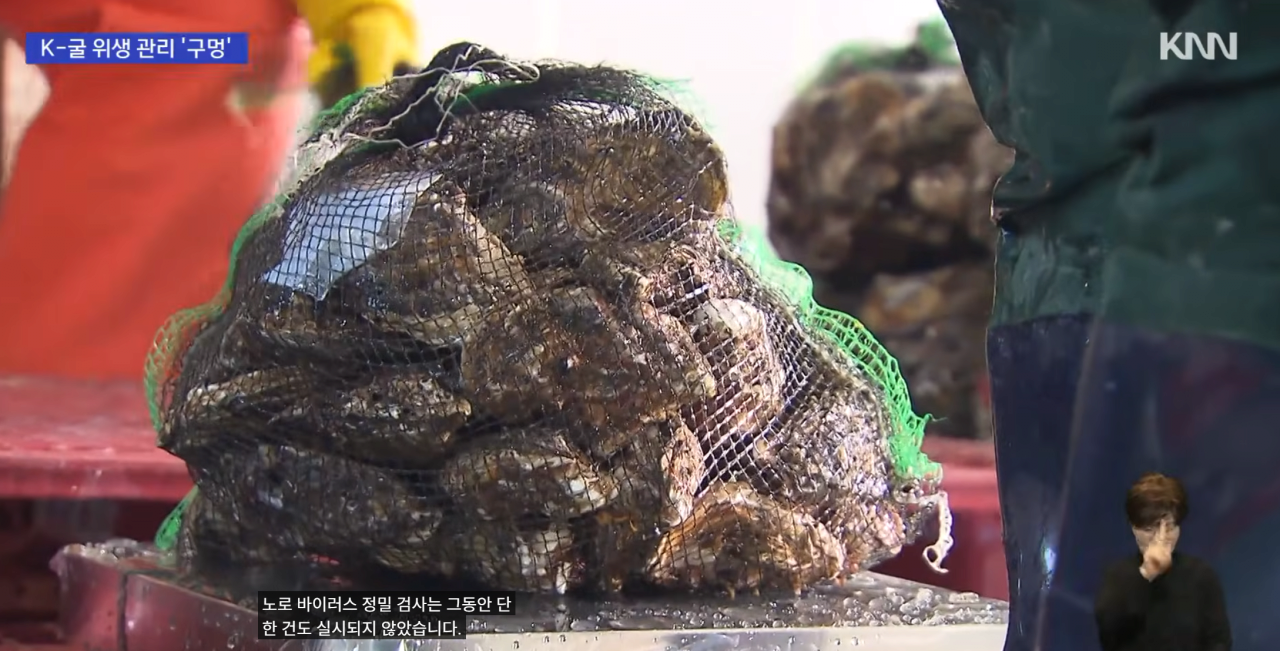국내산 굴 노로바이러스 검출 
