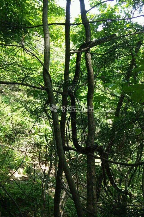 한때 화재였던 태백산 대형 구렁이