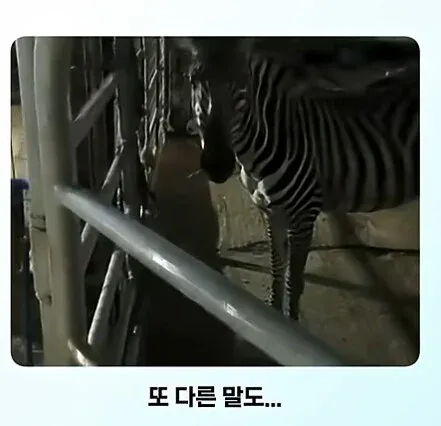 얼룩말을 처음 보고 충격받은 일반 말