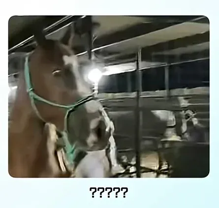 얼룩말을 처음 보고 충격받은 일반 말