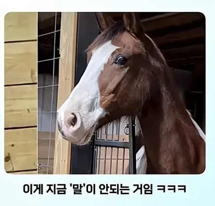 얼룩말을 처음 보고 충격받은 일반 말
