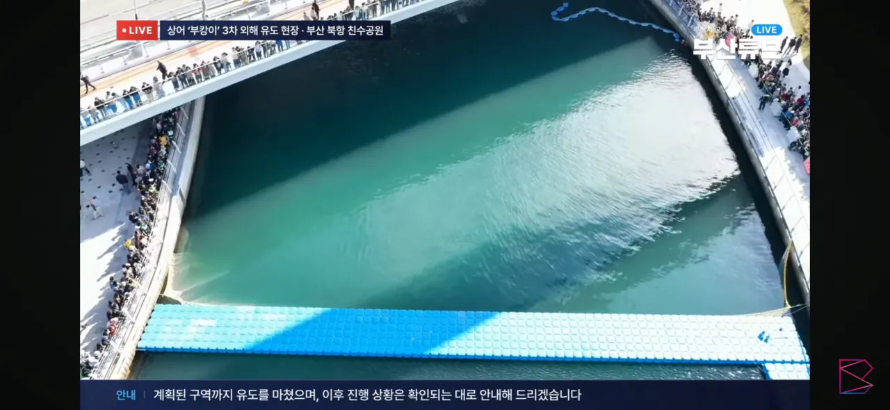 바다로 돌아가는 3차 유도 현장
