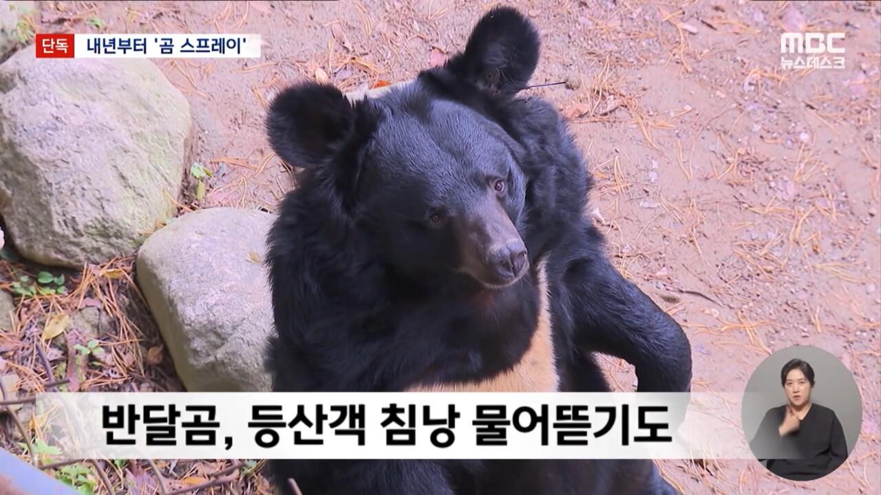 지리산 숲속에서 힐링 중인 반달곰