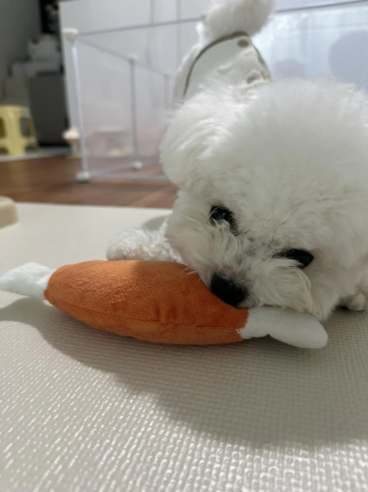 귀여운 강아지 보고가