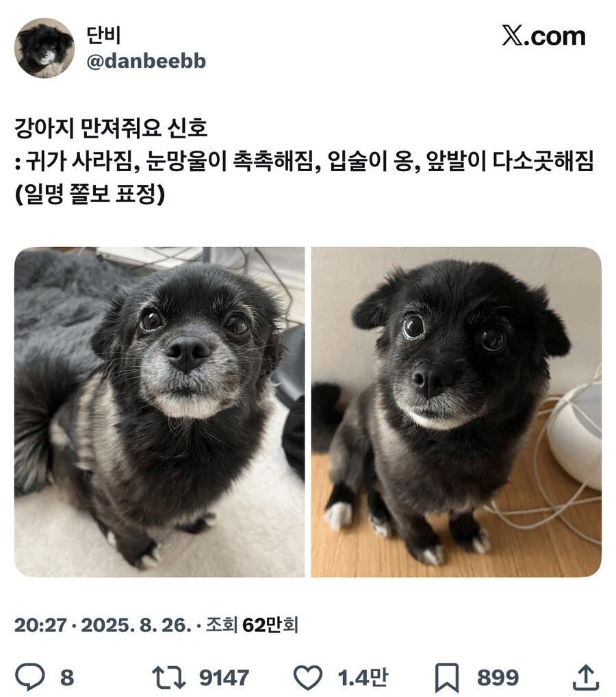 강아지의 '만져줘요' 신호